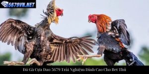 Đá Gà Thomo 5679 Trải Nghiệm Cá Cược Trực Tuyến Đỉnh Cao