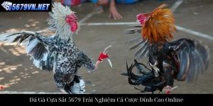 Đá Gà Thomo 5679 Trải Nghiệm Cá Cược Trực Tuyến Đỉnh Cao