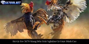 Đá Gà Thomo 5679 Trải Nghiệm Cá Cược Trực Tuyến Đỉnh Cao